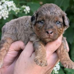 Shawn - Merle male Cavapoo puppy in Coshocton, Ohio from Forever Family Puppies