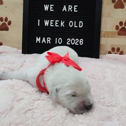 Red collar girl - Light golden female Golden Retriever puppy in Rochester, Washington from Grand Mound Goldens