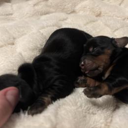 Rudolf - Black and tan male Dachshund puppy in Murrieta, California from Dash of Love
