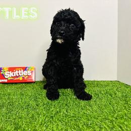 Aussiedoodle, Goldendoodle, and Labradoodle Puppies from Loyal Doodles