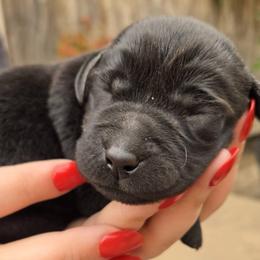 Boy 3 - Black male Labrador Retriever puppy in Napavine, California from StormyDaze Labradors & Beagles