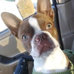 Boston Terriers from Meatloaf's Boston