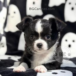 Jack 3000 - Black and white male Chihuahua puppy in Forsyth, Georgia from Brooks Grove Canines LLC