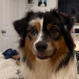 Australian Shepherds from Madeline Lee