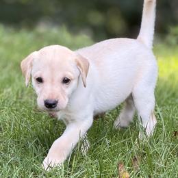 Yellow female - Yellow female Labrador Retriever puppy in Kimbolton, Ohio from Blue Clay Kennels, LLC.