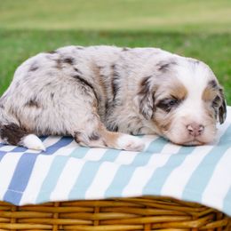 Chuck - Red Merle - Red merle male Aussiedoodle puppy in Burkesville, Kentucky from Bline’s Awesome Aussies & Doxies at the Bline Family Farm