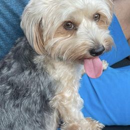 Yorkshire Terriers from Carmen's Yorkshire Terriers