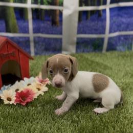 Isabella Based Red Piebal Smooth Female - Red female Dachshund puppy in Killeen, Texas from Southern Dachshunds