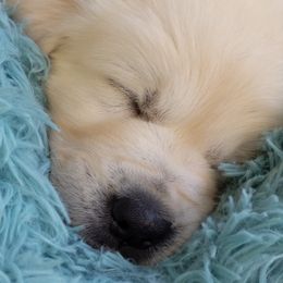 Golden Retriever Puppies from Cruz'n Golden Retrievers