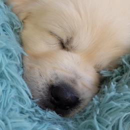 Golden Retriever Puppies from Cruz'n Golden Retrievers