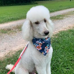 Della - Poodle