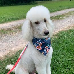 Della - Poodle