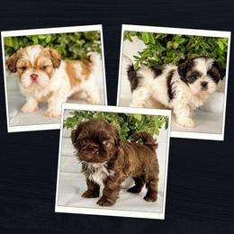 Shih Tzu puppies from Corinna Reyna