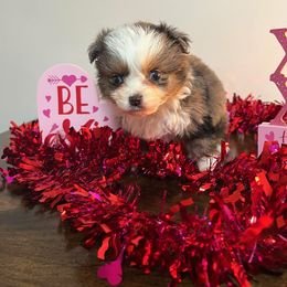 Toy Australian Shepherd Puppies from A&W Toy Aussies & Corgis