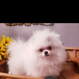 Pomeranian Puppies from Picky Chic Pomeranians