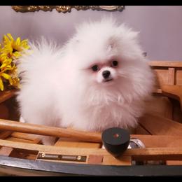 Pomeranian Puppies from Picky Chic Pomeranians