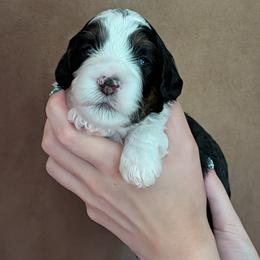 Aries - Black tri-color male Aussiedoodle puppy in New Durham, New Hampshire from Ridgeview Aussiedoodles