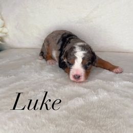 Luke - Merle male Bernedoodle puppy in West Jordan, Utah from Doodles Friend