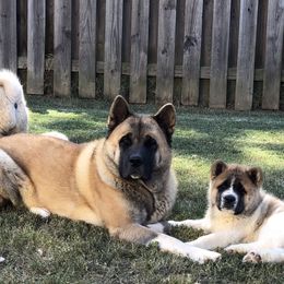 Akita Puppies from Sundara Akitas