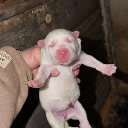 Girl 3 - White female Siberian Husky puppy in Iron River, Wisconsin from Wiemeri Siberians