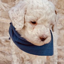 Goldendoodle and Poodle Puppies from Doodle Puppy Parti