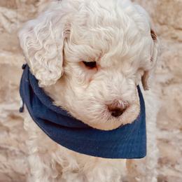 Goldendoodle and Poodle Puppies from Doodle Puppy Parti