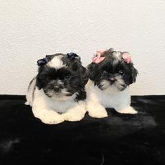 French Bulldogs, Mal-Shis, and Shih Tzus from NC Stellar Puppies