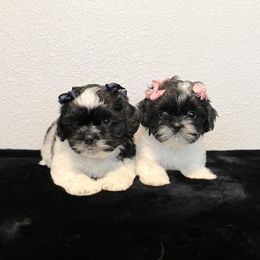 French Bulldogs, Mal-Shis, and Shih Tzus from NC Stellar Puppies