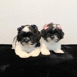 French Bulldogs, Mal-Shis, and Shih Tzus from NC Stellar Puppies