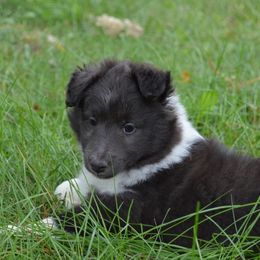 Shetland Sheepdog Puppies from Sunny Shelties