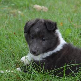 Shetland Sheepdog Puppies from Sunny Shelties