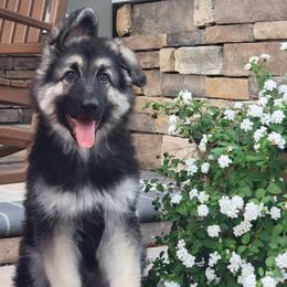 Argus - Black and silver male Shiloh Shepherd puppy in Plant City, Florida from Look Up Shilohs