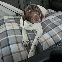 Dove - German Shorthaired Pointer