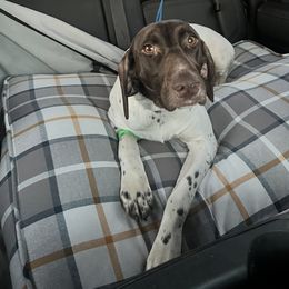 Dove - German Shorthaired Pointer