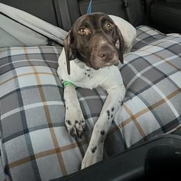 Dove - German Shorthaired Pointer