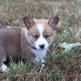 Pembroke Welsh Corgi Puppies from Fire Sweep Ranch