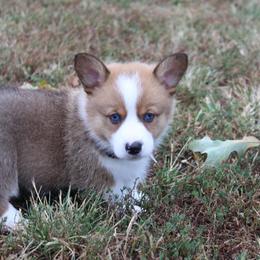 Pembroke Welsh Corgi Puppies from Fire Sweep Ranch