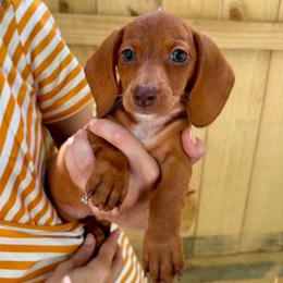Paisley - Red female Dachshund puppy in Mountain Home, Arkansas from The Teacup Homestead Miniature Dachshunds