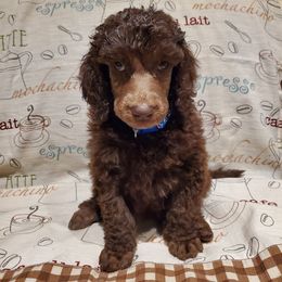 Bean - Brown male Poodle puppy in Lubbock, Texas from Hidden Gems