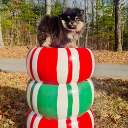 Gucci - Black and tan female Pomeranian puppy in Buck Valley, Pennsylvania from Buck Valley Pomeranians