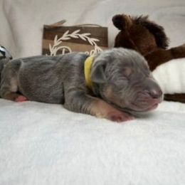 Sage - Blue female Great Dane puppy in Weatherford, Texas from Oak Bend Danes