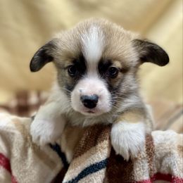 Oliver - Sable male Pembroke Welsh Corgi puppy in Urbana, Ohio from Edgewood Farm and Kennel