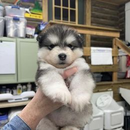 Alaskan Malamutes from Onan Alaskan Malamutes