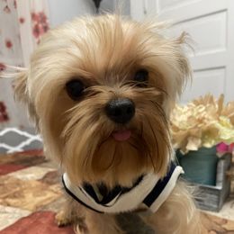 Luigi - Yorkshire Terrier