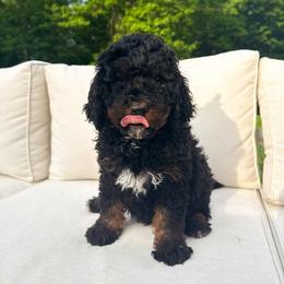 Forest - Phantom male Bernedoodle puppy in St Joe, Indiana from Pawsh Bernedoodles