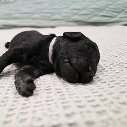 Poodle Puppies from Melinda Hammond