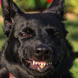 Belgian Malinois and Dutch Shepherd Puppies from Berserker Malinois Kennel
