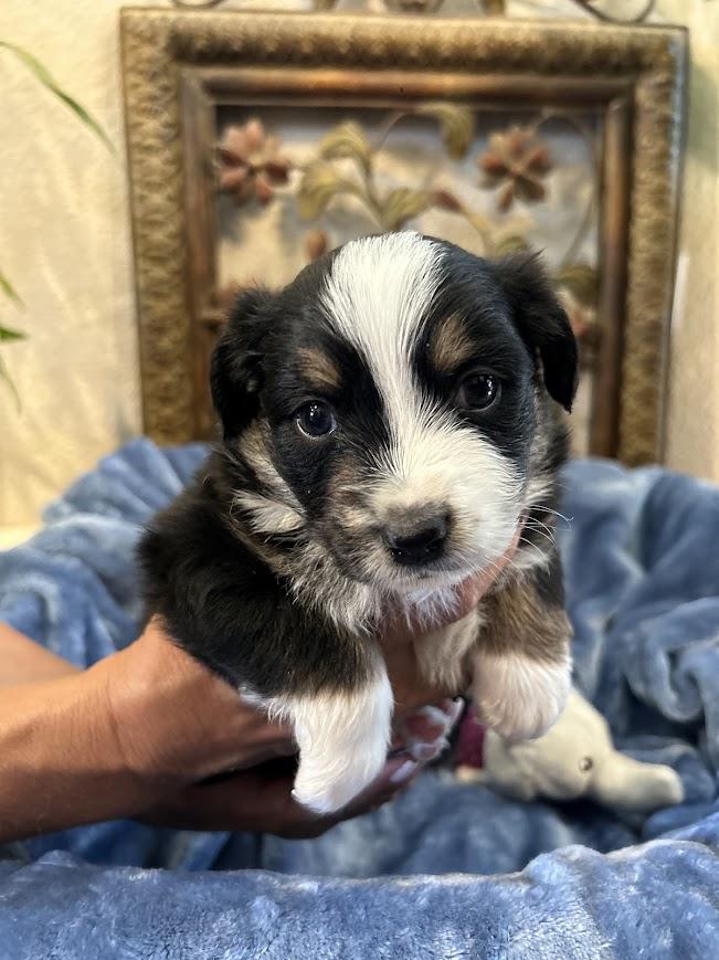 Puppy Love Ranch Mini Aussies in California | Australian Shepherd and ...