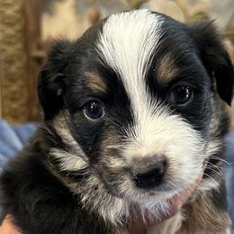 Australian Shepherds and Miniature Australian Shepherds from Puppy Love Ranch Mini Aussies