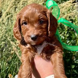 Green Male - Apricot male Goldendoodle puppy in Great Falls, Montana from Montana Goldendoodles